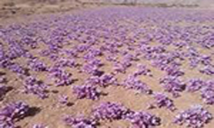 وجود 50 هکتار مزرعه زعفران در سیرجان