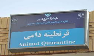 رشد 8 درصدی صادرات دام و فرآورده های خام دامی از خراسان رضوی به سایر کشورها