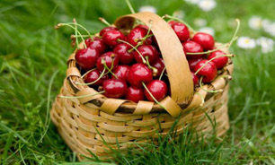برگزاری جشنواره گیلاس در شمیرانات