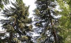 سروهای کهنسال خونیک گدار با قدمتی 800 تا 1100 ساله