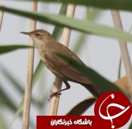 مشاهده یک قطعه پرنده مخفیکار در تالاب انزلی