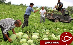 ورود هندوانه چاف به بازارهای گيلان
