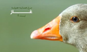 ریخت وپاش میلیاردرها در فوتبال + فیلم
