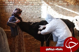 واکسیناسیون بیش از 11 هزار دام سنگین علیه تب برفکی