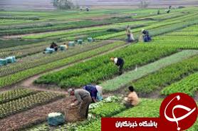 اراضی کشاورزی اهواز زیر کشت محصولات تابستانه