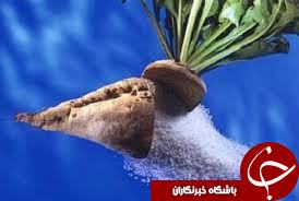 شکری که به کام کشاورزان خوزستانی تلخ شد