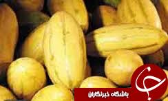 شروع برداشت خربزه در گیلان