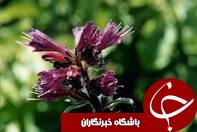 پایان برداشت گل گاو زبان