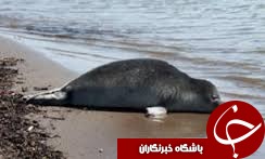 تلاش برای حفاظت از آخرین فک‌های خزر یکی از پستانداران كمياب آبزي دنيا