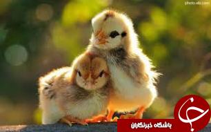 2 میلیون و هشتصد هزار قطعه جوجه ریزی در مرغداری های دزفول