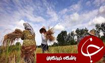 نخستین برداشت برنج در گیلان