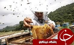پیش بینی 250تن برداشت عسل در شهرستان رامیان
