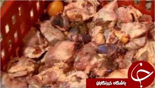 کشف بیش از 400 کیلوگرم ضایعات مرغ