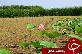 گلدهی لاله های تالابی درتالاب انزلی
