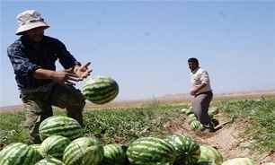 برداشت هندوانه از اراضی بیله‌سوار بیشتر از میانگین کشوری است