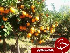 مزارع و درختان مرکبات دزفول هم از گرمای شدید در امان نیستند