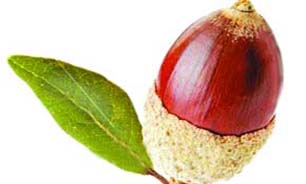 بلوط سرمایه ای که بر روی شاخه ها خشک می شود