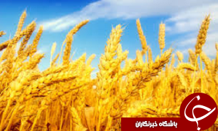 خریداری 135 هزار تن گندم از کشاورزان قزوین