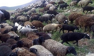 تولید دام سبک در شهرستان‌هایی مانند ورامین مطلوب است