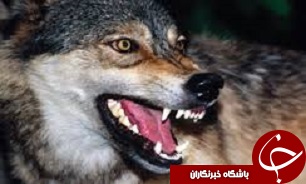 کشته شدن 2 قلاده گرگ توسط متعرضان به حیات وحش در آوج