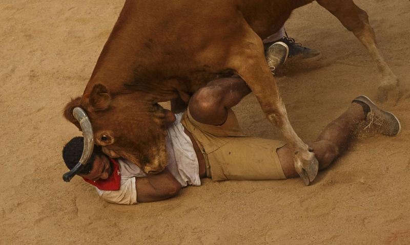 گاوها قربانی جشن و عیش انسان ها+تصاویر