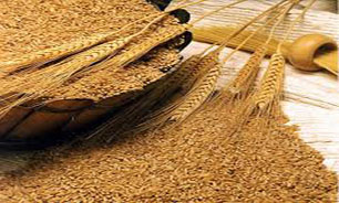 خرید 85 هزار تن گندم از کشاورزان استان زنجان