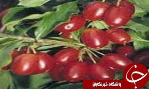 آغاز برداشت زغال اخته