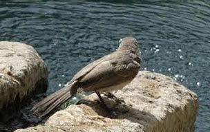 انقراض گونه های پرندگان شکاری در منطقه حفاظت شده خاییز