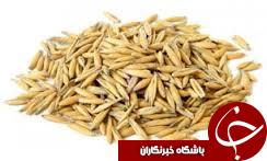 افزایش 2برابری تولید جو در استان گلستان