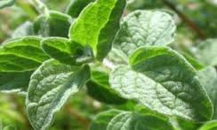 مصرف گیاه دارویی گل ماهور و کاهش سردرد ناشی از میگرن