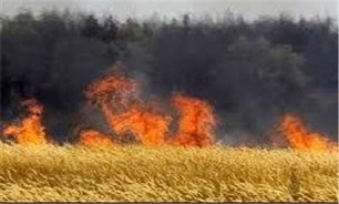 آتش سوزی در گندم‌زارهای شهرستان گرمی
