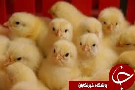 افزایش 34 درصدی جوجه ریزی در دشت آزادگان