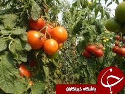 خرید بیش از 3 هزار تن پیاز و گوجه فرنگی از کشاورزان