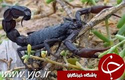 متخلفان در دام یگان حفاظت محیط زیست خوزستان
