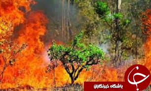 باغات انگور آبیک در اتش سوخت