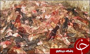۴۲۰ کیلوگرم مرغ و گوشت فاسد در یکی از رستورانهای قزوین معدوم شد