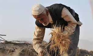شرایط استفاده از مستمری "پیری" روستاییان