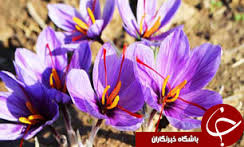 کشف ۴ تن پیاز زعفران قاچاق در سرایـان خراسان جنوبی