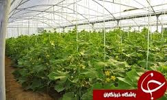 تولید بیش از28 هزار تن انواع محصولات گلخانه ای در استان همدان