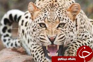 نشست آموزشی حفاظت از پلنگ ایرانی در سالند کوه