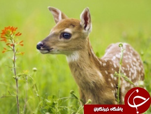 آهوان تشنه را دریابیم