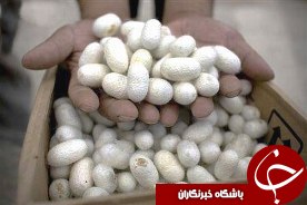 ادامه خرید پیله ابریشم تولید نوغانداران ایران