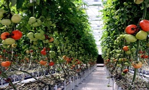 باید زمینه ی ورود سرمایه گذاران در تولید محصولات گلخانه ای فراهم شود
