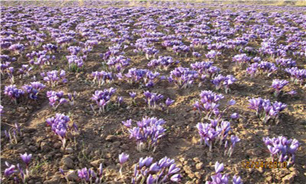 اختصاص 180 هکتار از اراضي کشاورزی کوهبنان به کشت زعفران