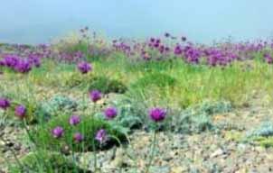 کهگیلویه و بویراحمد از متنوع ترین استان های کشور در زمینه تولیدگیاهان دارویی