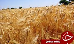 48 هزار هکتار از زمین های کشاورزی خراسان جنوبی زیرکشت گندم