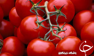 شروع فصل برداشت گوجه فرنگی در استان گلستان