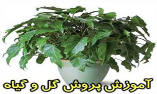 بسته مناطق// برگزاری دوره&zwnj;های ویژه&zwnj; آموزش گل و گیاه در غرب تهران