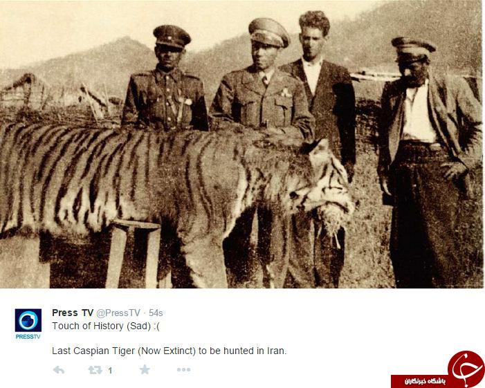 آخرین ببر کاسپین در ایران