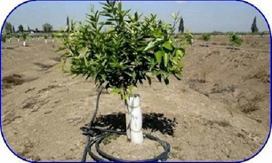 استان پرآب کشور نیازمند روش های نوین ومکانیزه آبیاری قطره ای